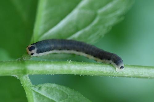 Réf. 344 313 : Macrophya alboannulata